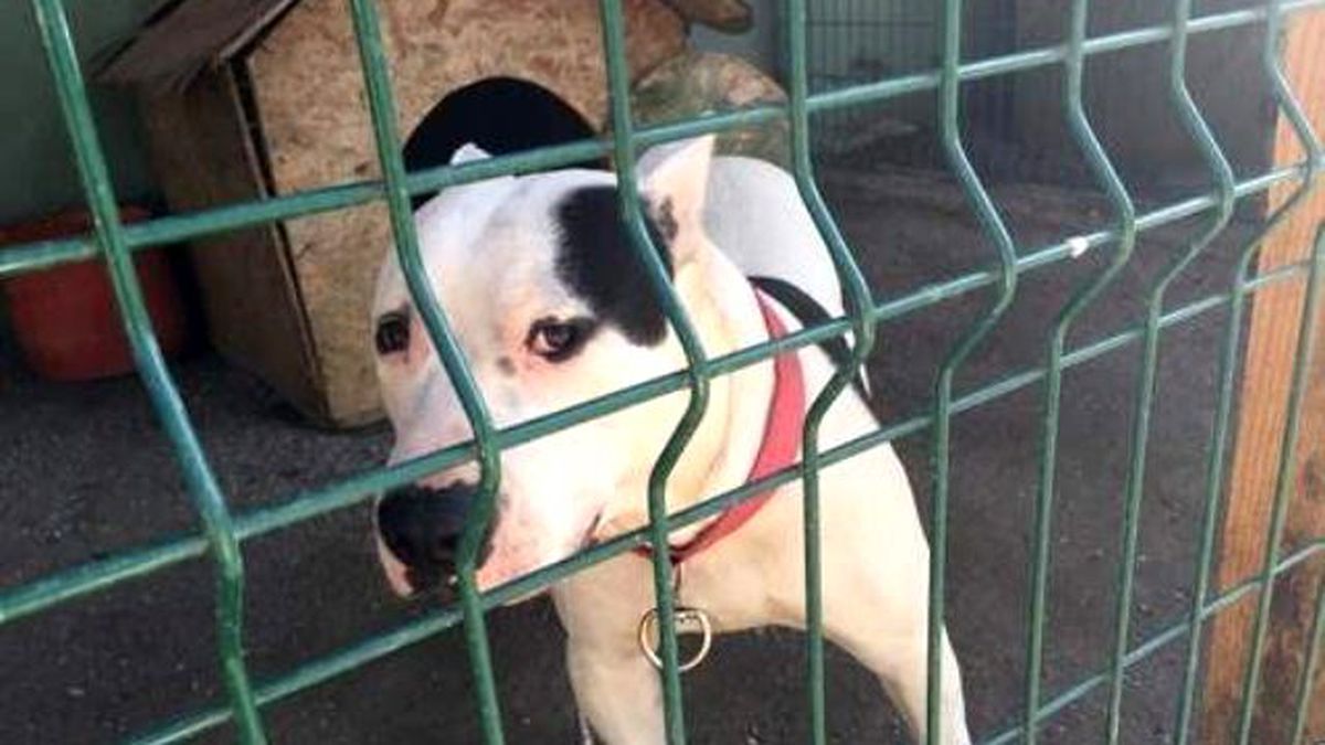 Facebook\'tan Pitbull Satışına 5 Bin Lira Para Cezası