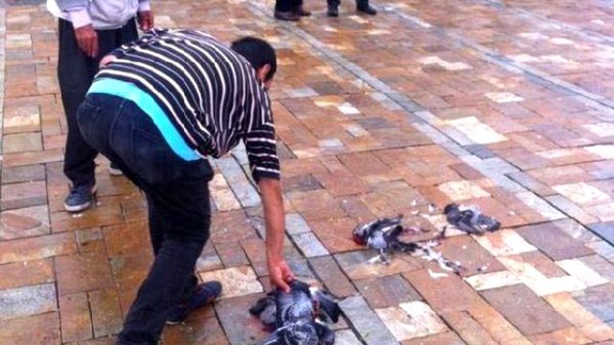Güvercinler Kim Vurduya Gitti