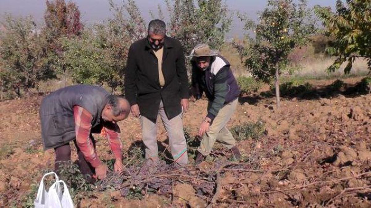Muş Üzümü Bağda Kaldı