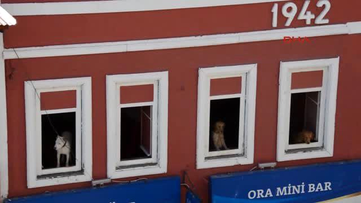 Erzurum Köpekleri İçin Ev Kiraladı