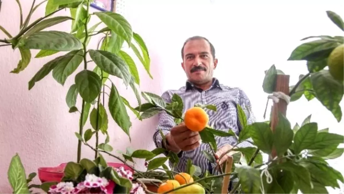 Evinde Mandalina ve Limon Yetiştiriyor