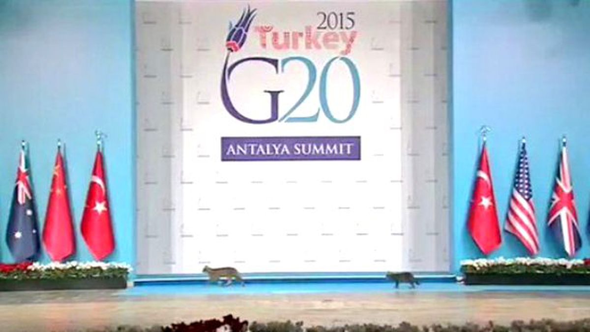 G-20 Zirvesini Kediler Bastı