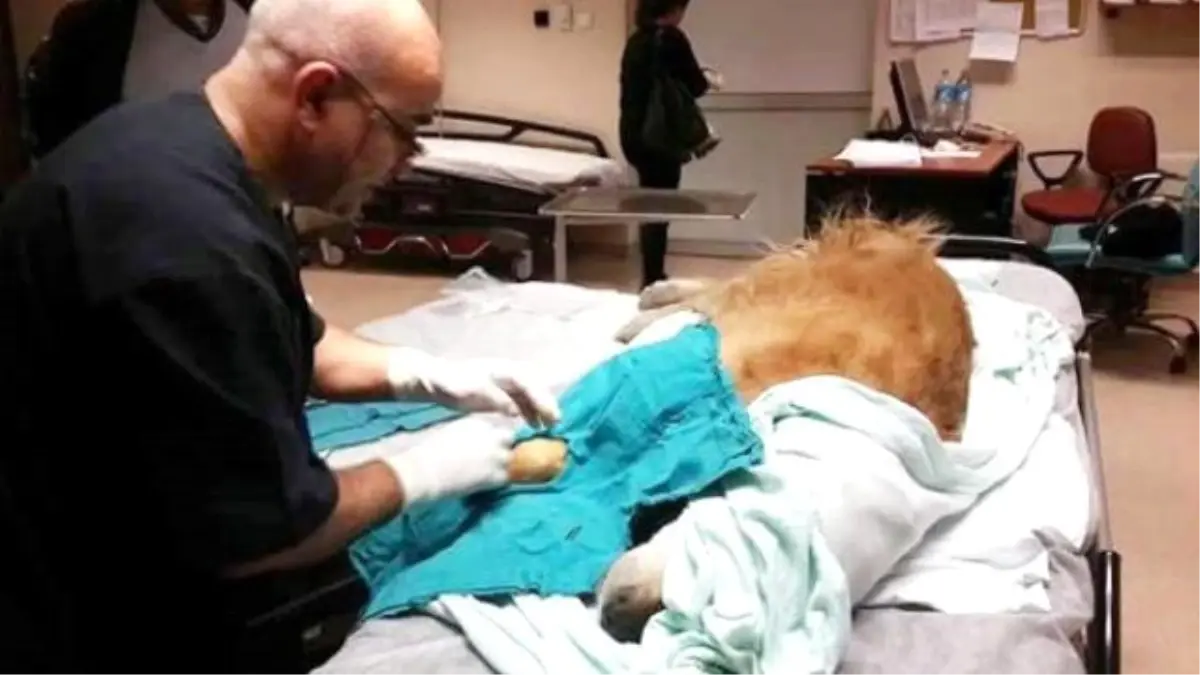 Hasta Köpeği Acil Serviste Ameliyat Edip Öldüren Doktora Tepki Yağdı