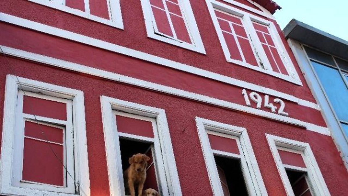 Köpekleri İçin Ev Kiraladı