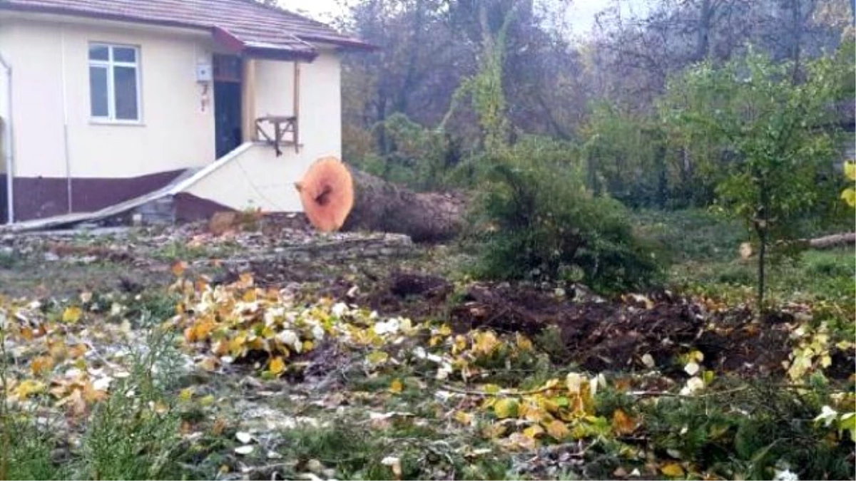 Orman İşletme Şefliği Bahçesindeki Çınar Ağaçları Kesildi