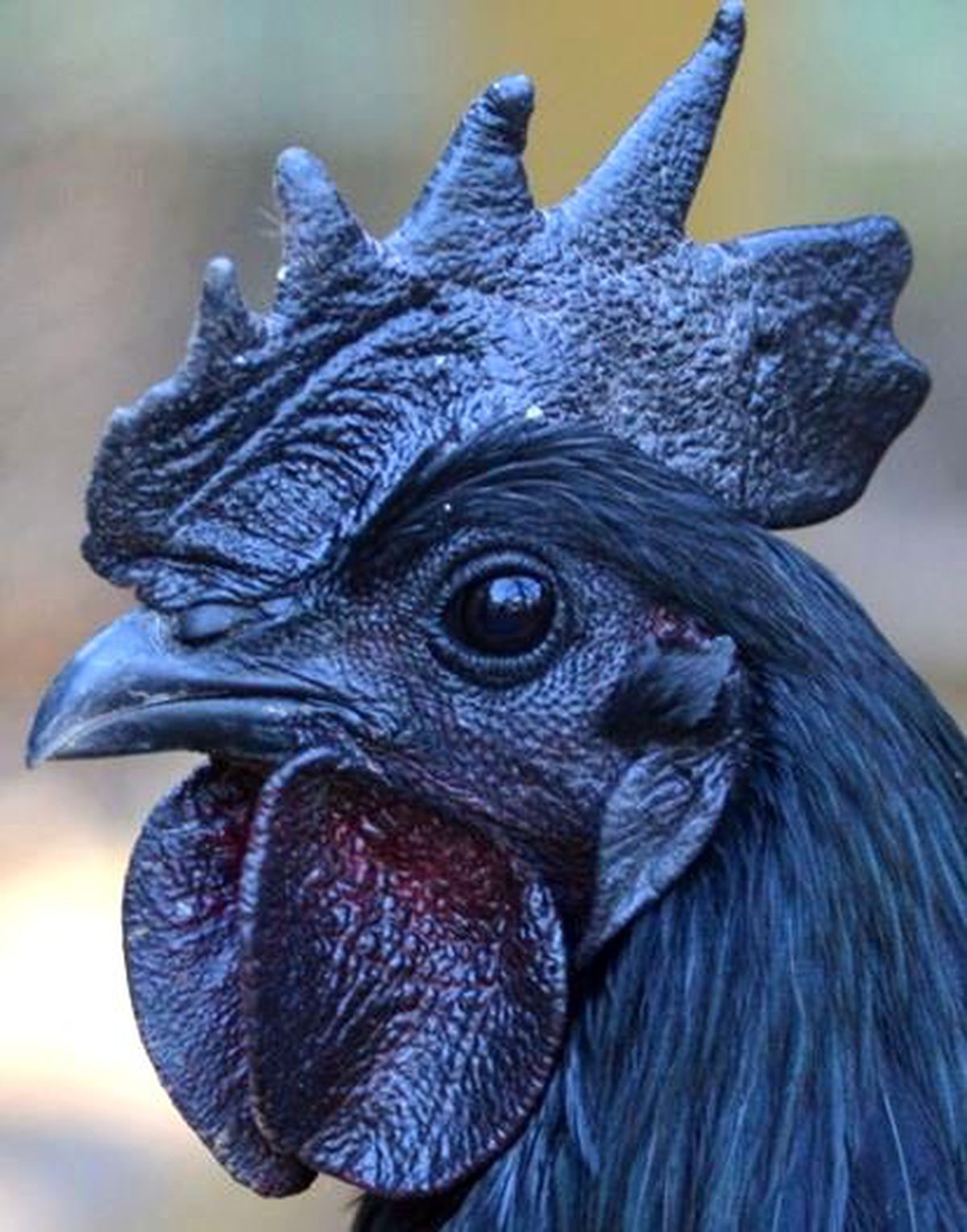 Siyah Tavuğun Eti de Yumurtası da Siyah!