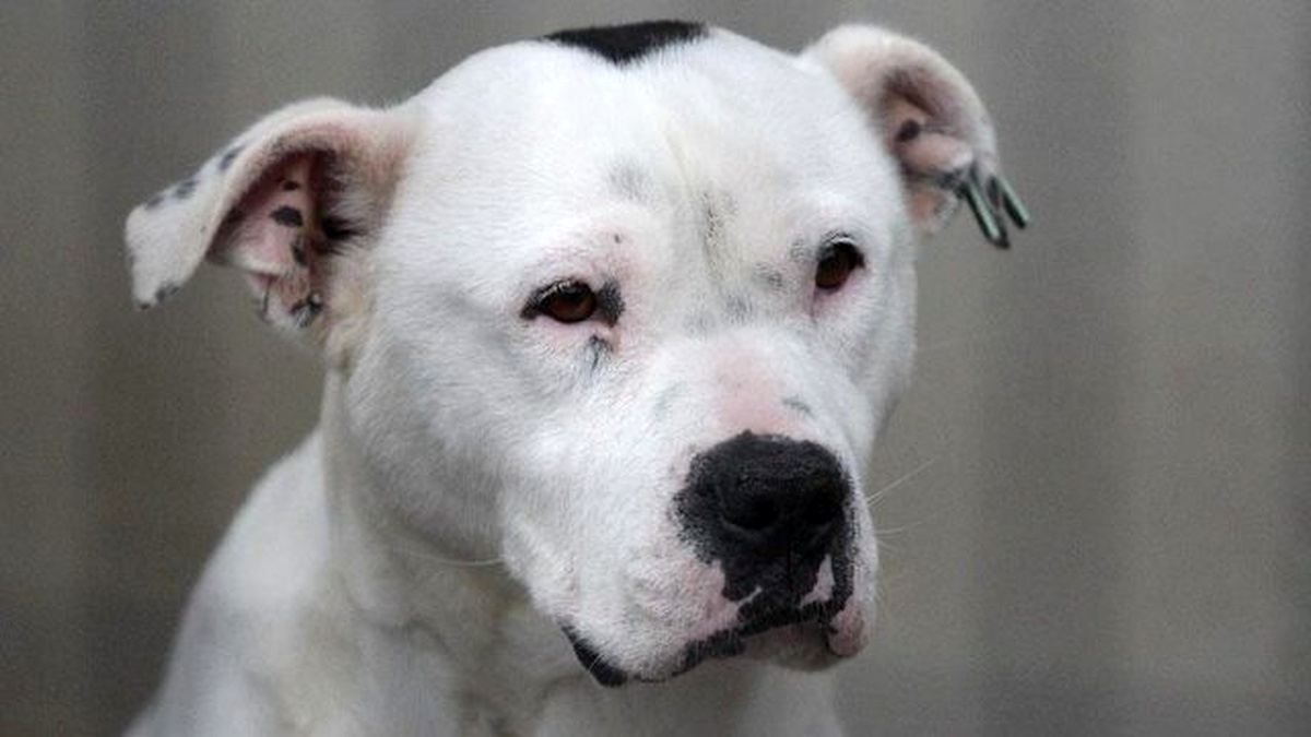 Sosyal Medya Üzerinden Pitbull Satışına Para Cezası