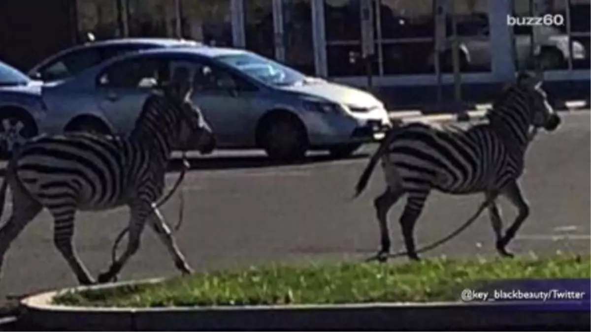 Zebras Escape Circus And Enjoy More Than An Hour Of Freedom