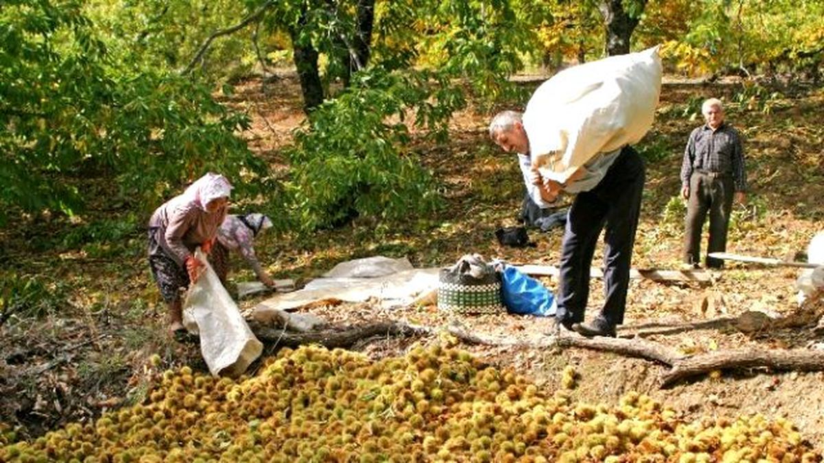 Kestane Bereketi
