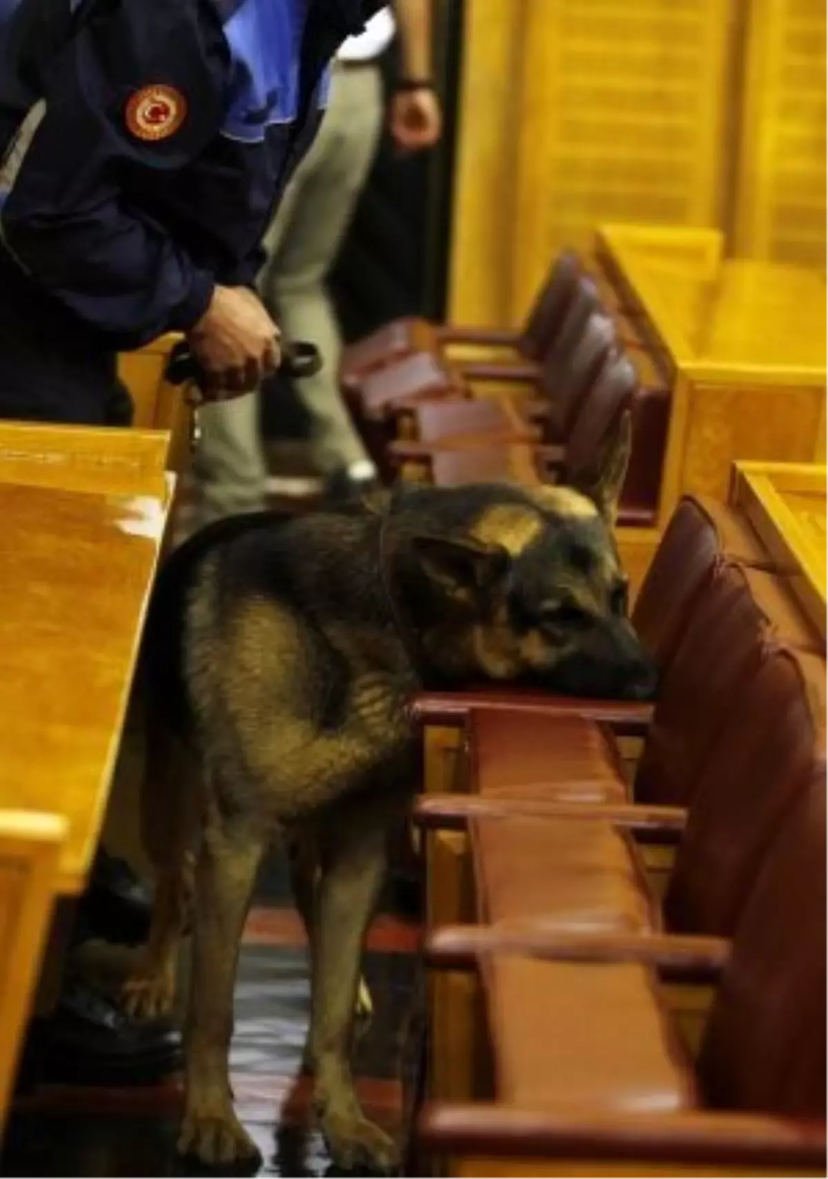 Meclis, Yemin Töreni Öncesi Özel Eğitimli Köpekle Didik Didik Arandı