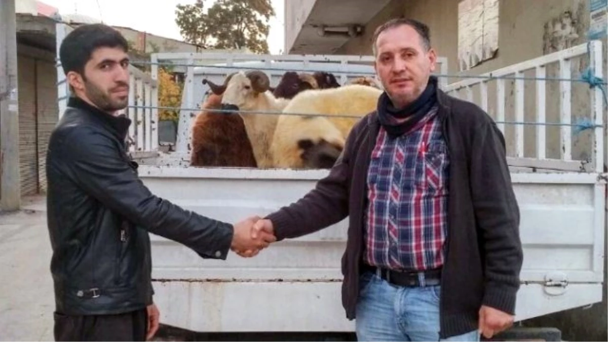 Adana\'da Muhtarın Oğlu Koyun Hırsızlığından Tutuklandı
