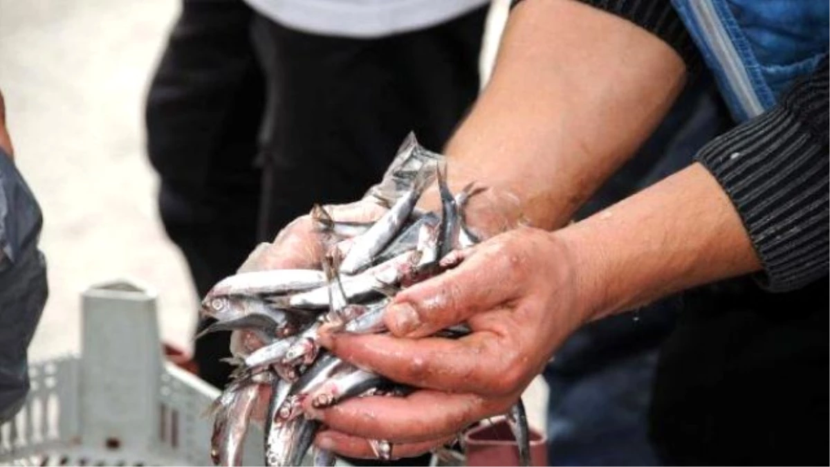 Tokatlı Balıkçı, 2 Ton Hamsiyi Ücretsiz Dağıttı