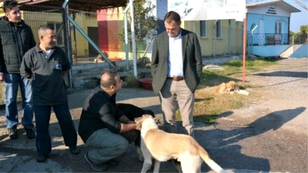 Ayvalık Barınağındaki Sokak Hayvanları Bu Kış Üşümeyecek