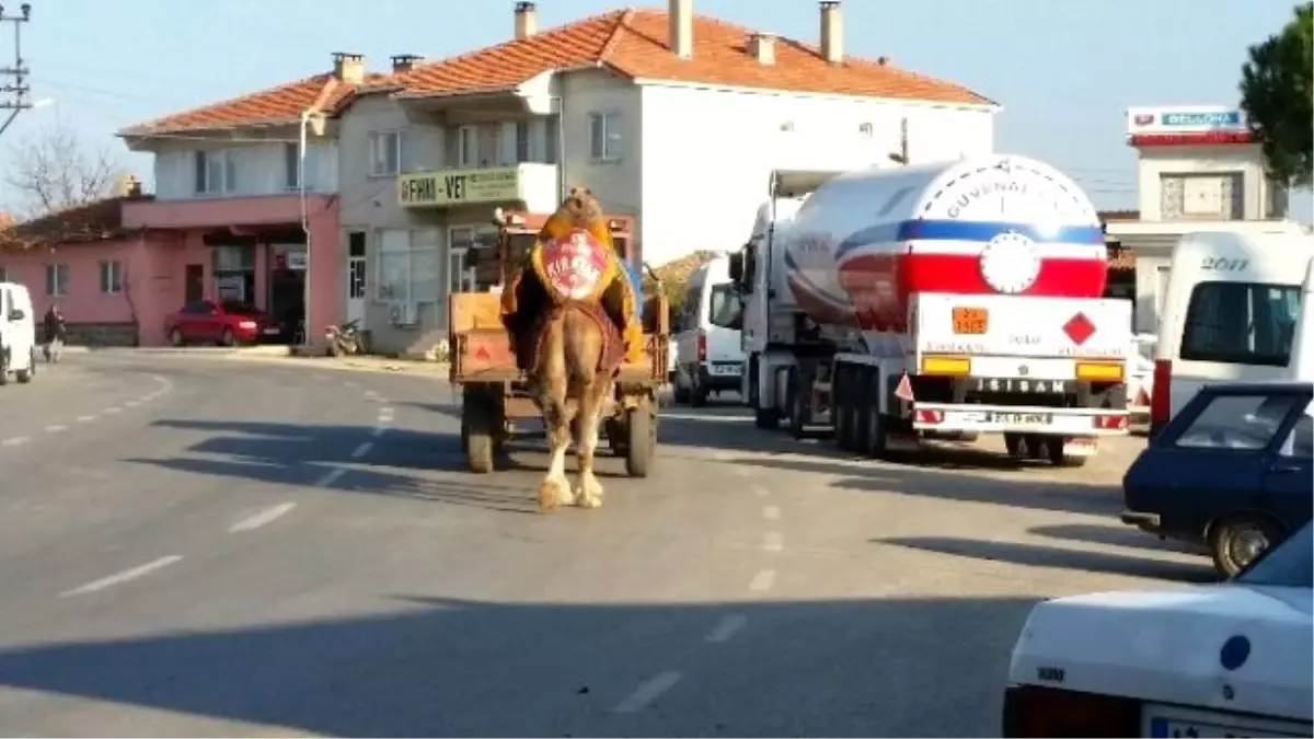 Deve Traktörle Güreşlere Hazırlanıyor