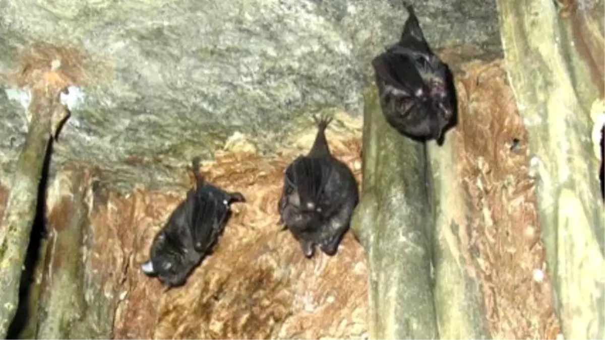 Female Vampire Bats Donate Blood To Their Friends