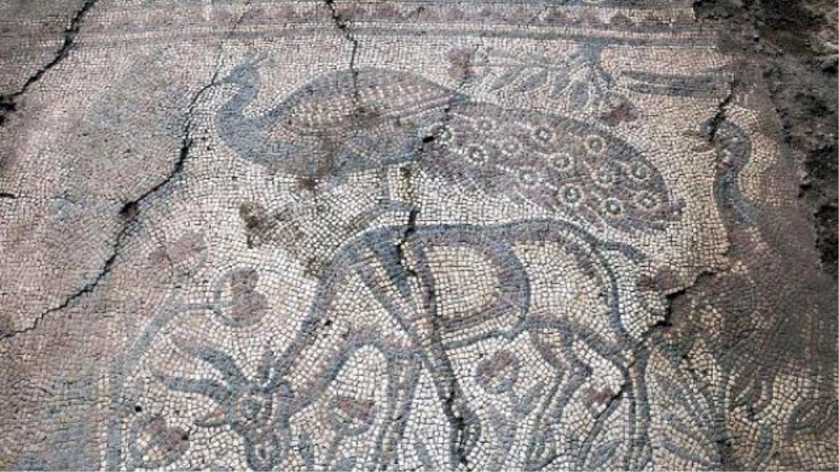 Kaçak Kazıda Tarihi Mozaikler Bulununca Kazı Çalışması Başlatıldı