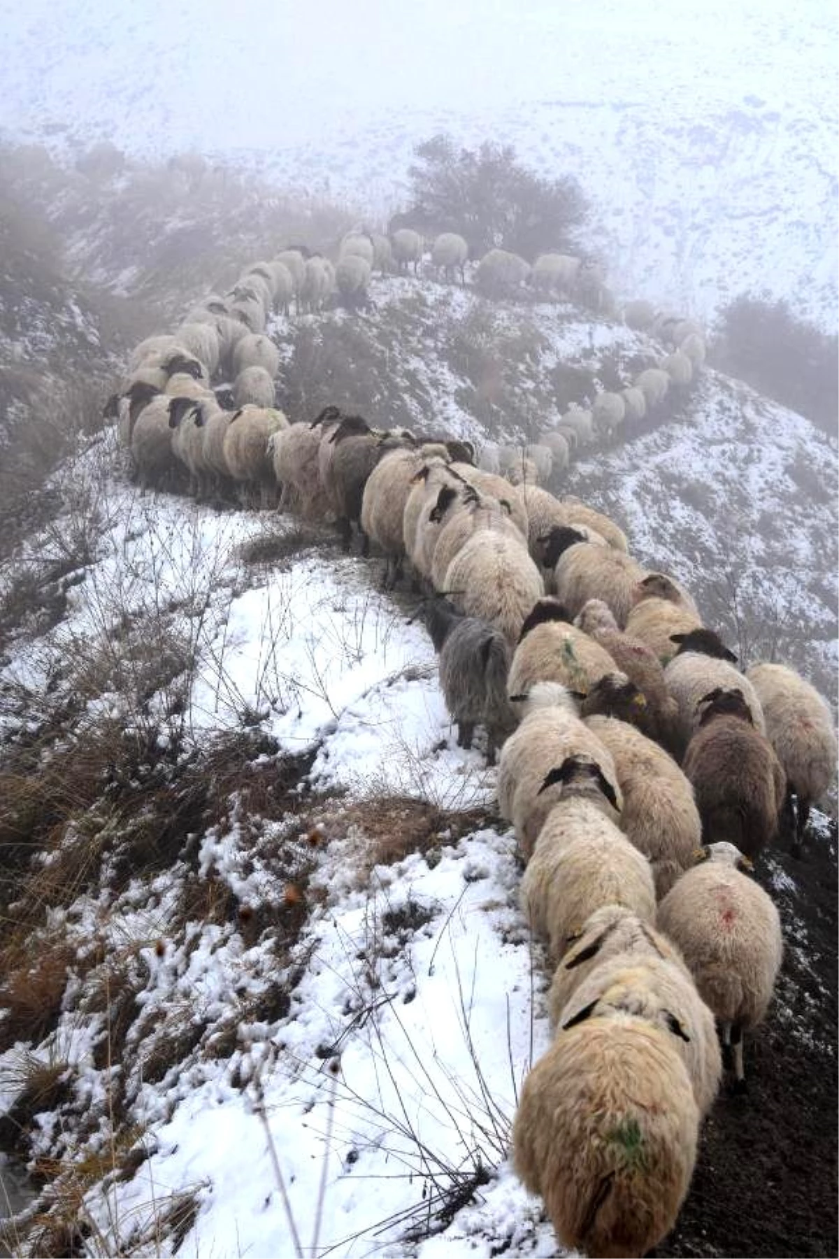 Van\'da Koyunların Dönüş Yolundaki Kareleri Dikkat Çekti