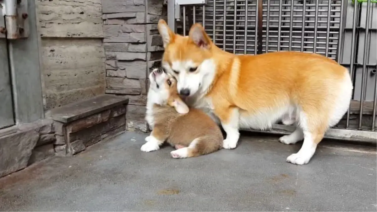 Yavrusuna Oturma Eğitimi Veren Köpek