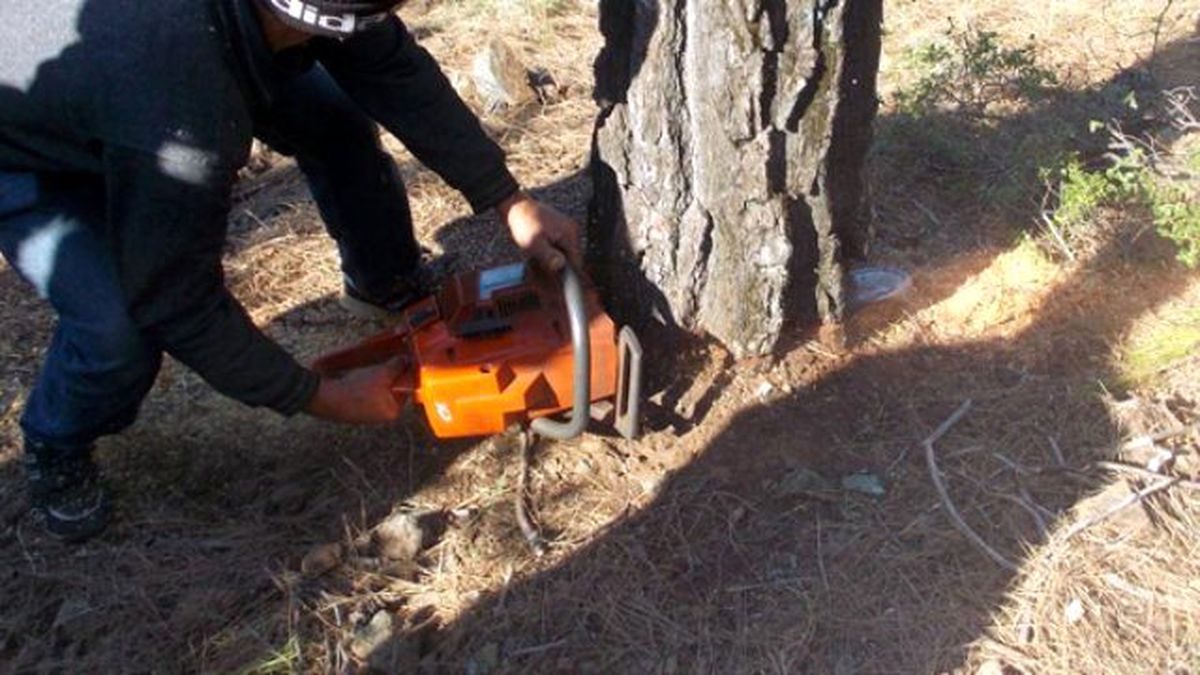 Bartınlı Köylü Kestiği Ağacın Altında Öldü