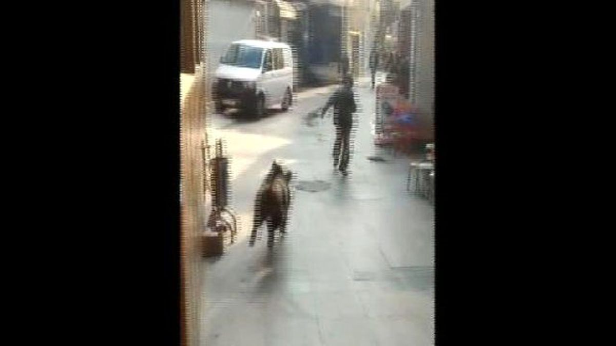 Beykoz\'da Domuz Paniği 2