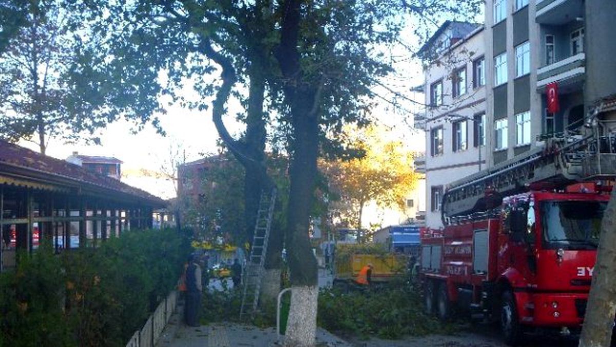 Bilecik\'te Ağaç Budama Çalışmaları