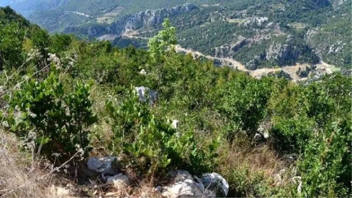 Defne Yaprağı Hasadı Başladı