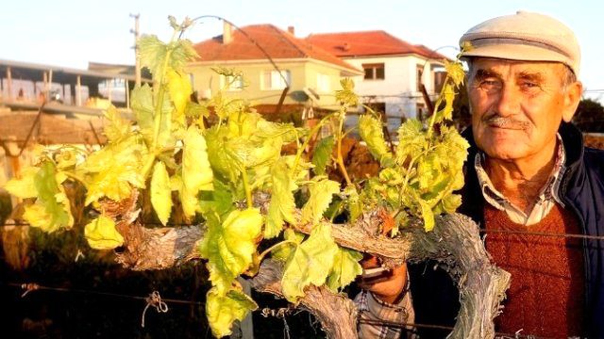 Sarıgöl\'de Üzüm Bağları Yeniden Filizlendi