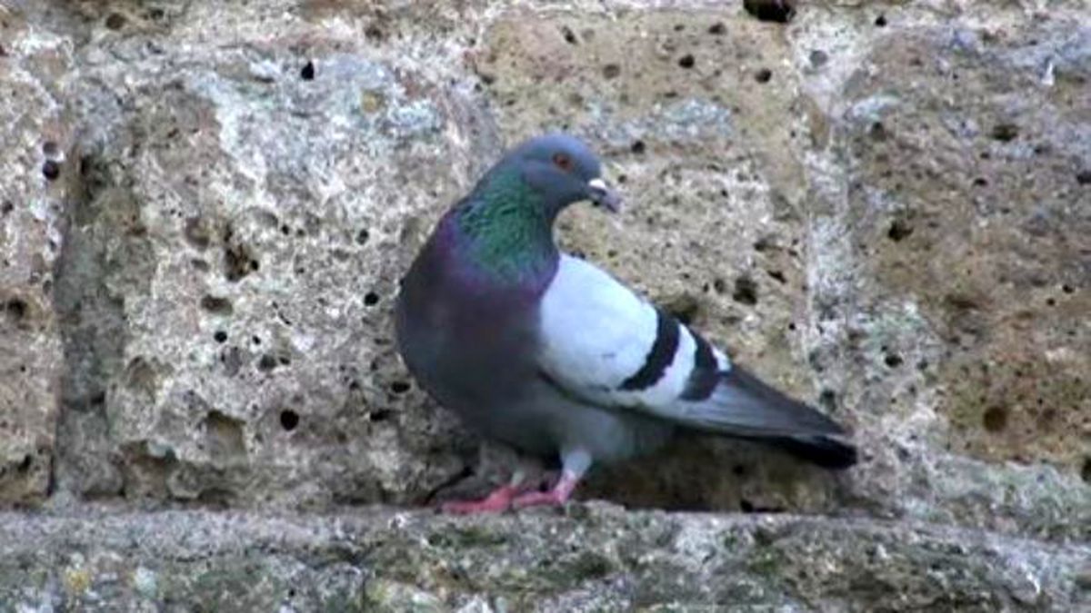 Scientists Teach Pigeons To Detect Cancer