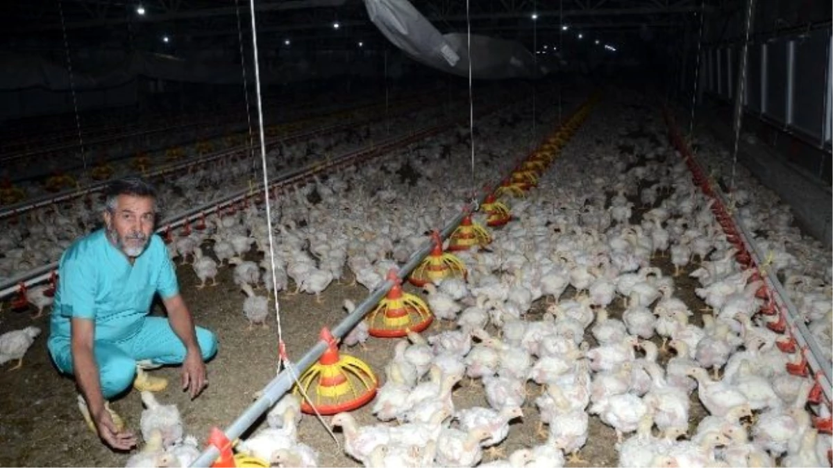 Tavukçuluk, Darende Ekonomisine Büyük Katkı Sağlıyor