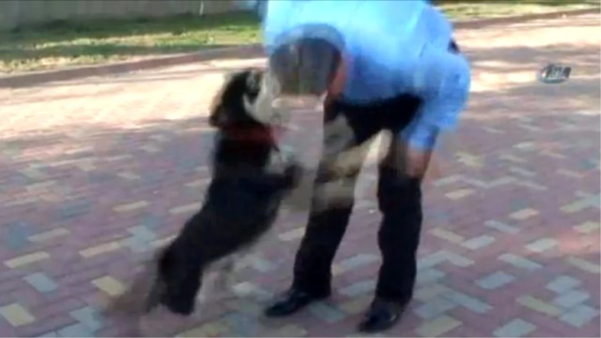 Belediye Başkanı Sevdiği Köpeğin Saldırısına Uğradı