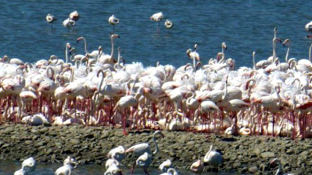Flamingo Cenneti