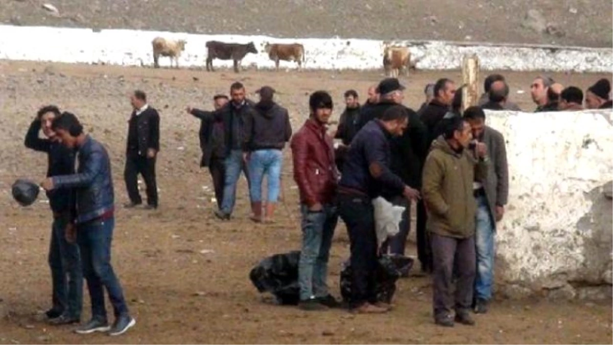 Kars\'ta \'Şap\' Görüldü 15 Gün Hayvan Satışları Durduruldu