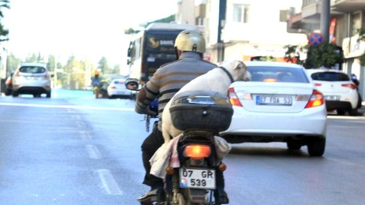 Köpekle Tehlikeli Yolculuk