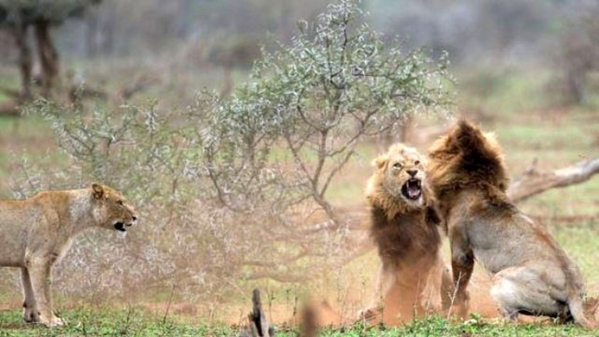 Aslan, Dişisiyle Çiftleşirken Yanına Gelen Diğer Aslanı Mahvetti