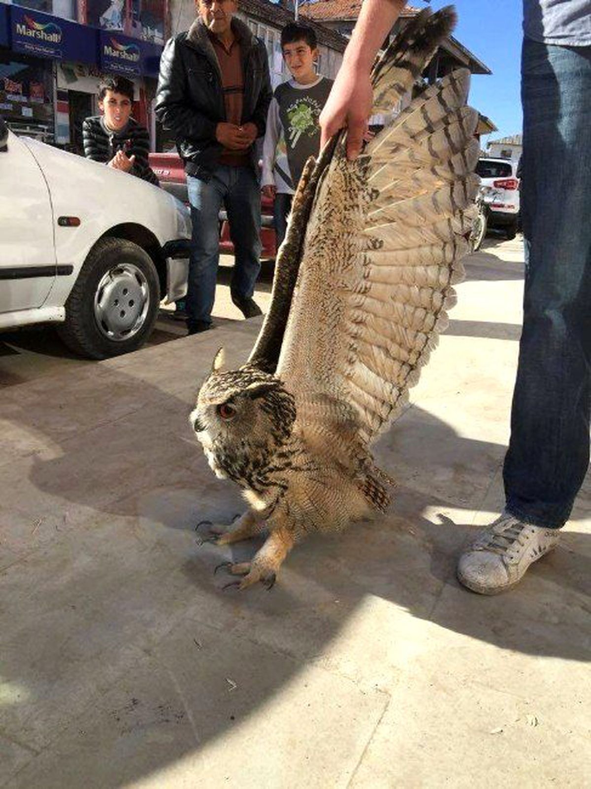 Çocuklar Dev Baykuş Buldu