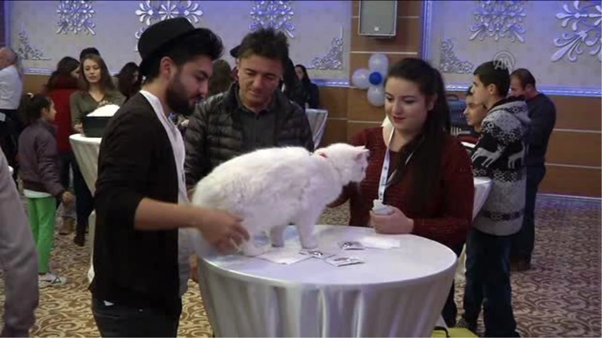 En Güzel "Ankara Kedisi" Seçildi