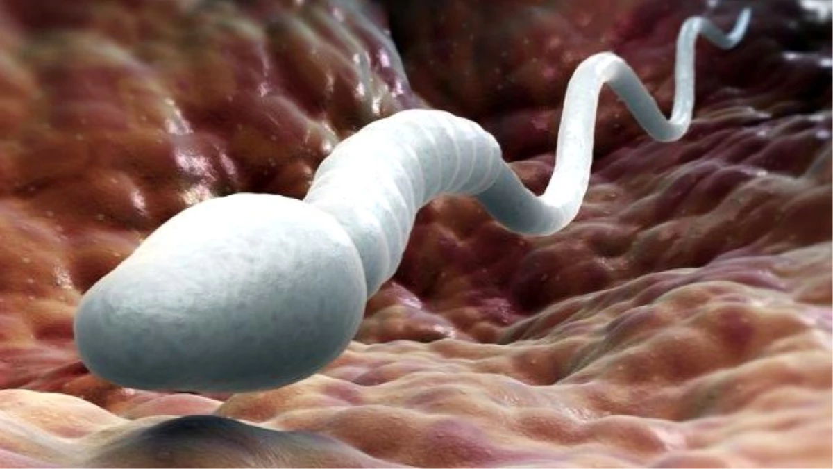 Farelerin Spermi, Fillerden Bile Daha Büyük