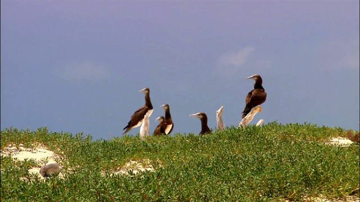 Insanlığın sonu extinction 2015 türkçe dublaj izle