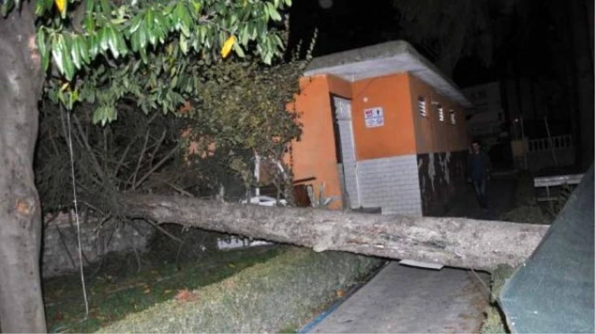 Lodosta Devrilen Ağaç 3 Araca Hasar Verdi