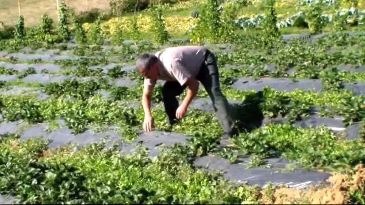 Modern Tarımla Çiftçilerin Yüzü Güldü