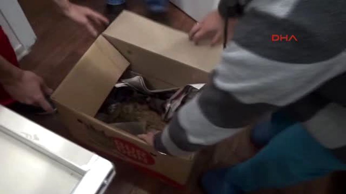 Zonguldak - Çöp Konteynerinde Bulunan Kediye Tedavi