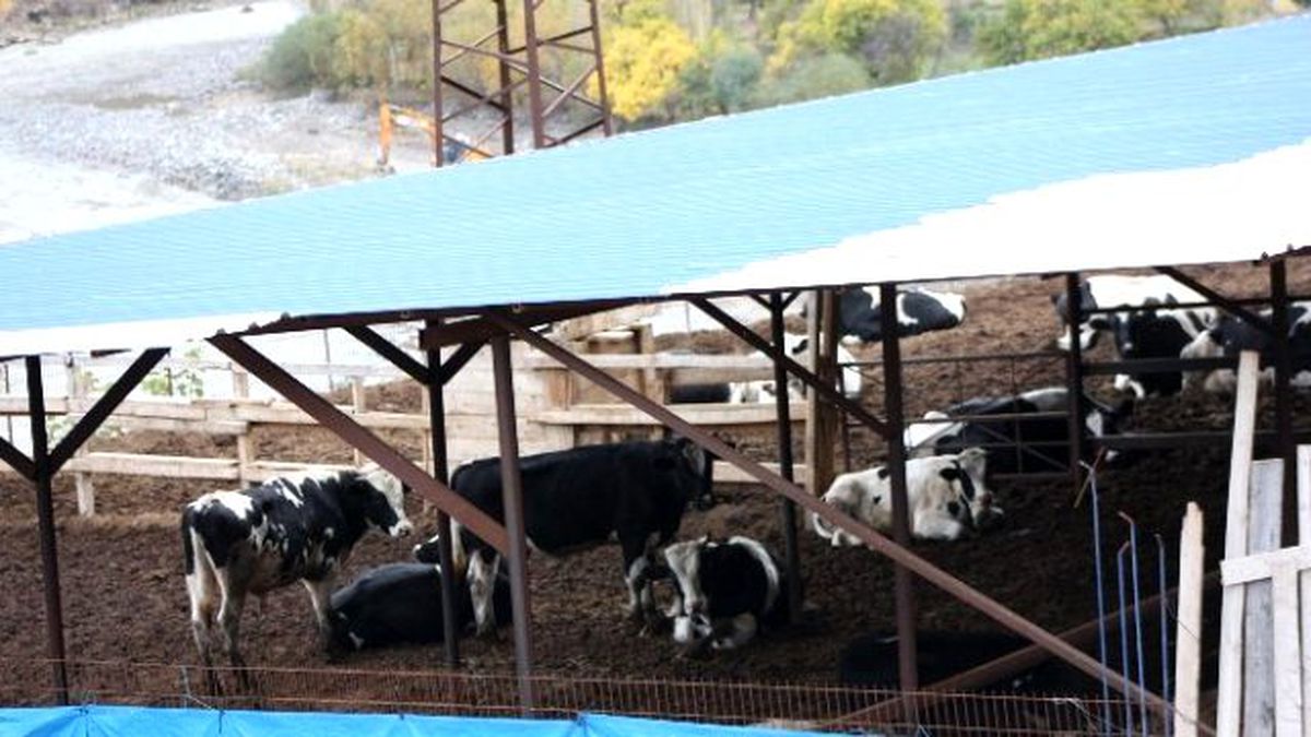 Baraj İnşaatı İnekleri Depresyona Soktu