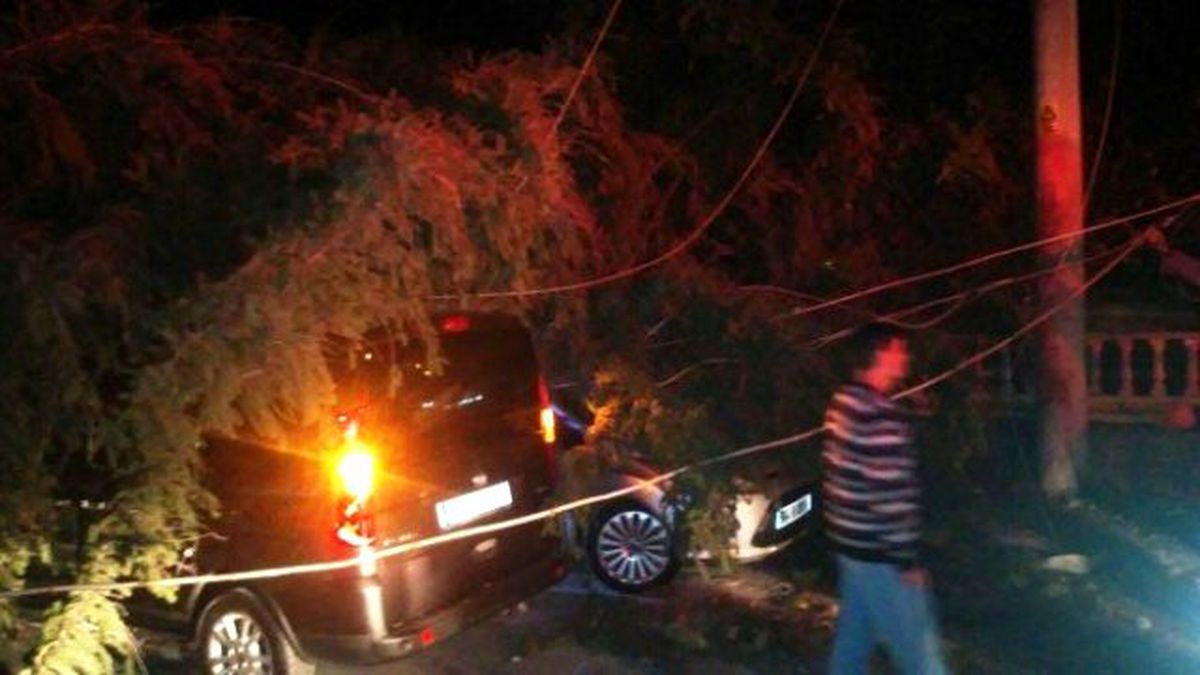 Sakarya\'da Etkili Olan Rüzgar Tarihi Ağacı Devirdi
