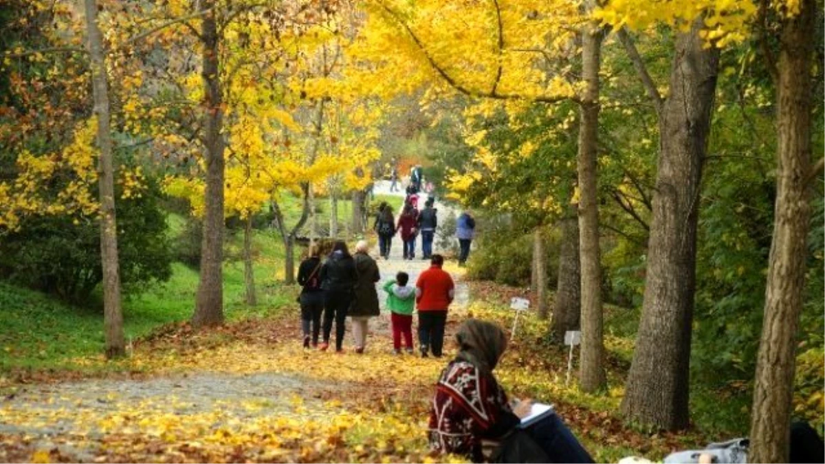 Sonbaharın Tüm Renkleri Atatürk Arboretumu\'nda