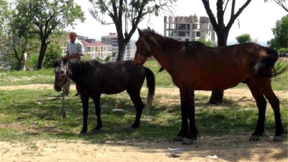 Başıboş Atları Yakalamak için 5 Bin Lira Alıyor