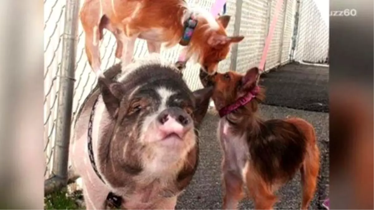 A Pig And Two Dogs Are Best Friends, And Want To Stay Together Forever