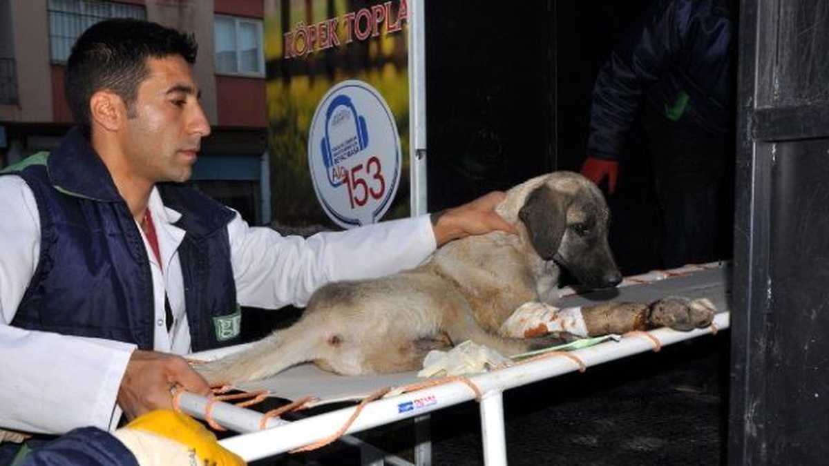Ayağından Yaralanan Köpeğin Yardımına Hayvan Ambulansı Yetişti