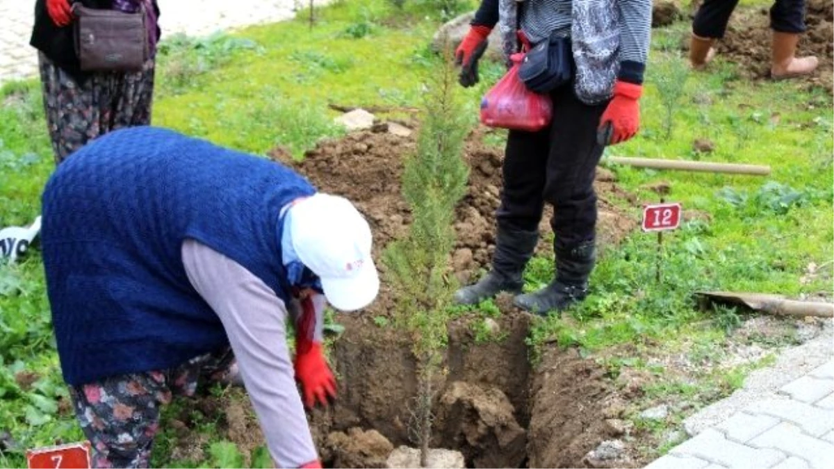 Biga Belediyesi Mezarlıklara Kara Servi Ağacı Dikti