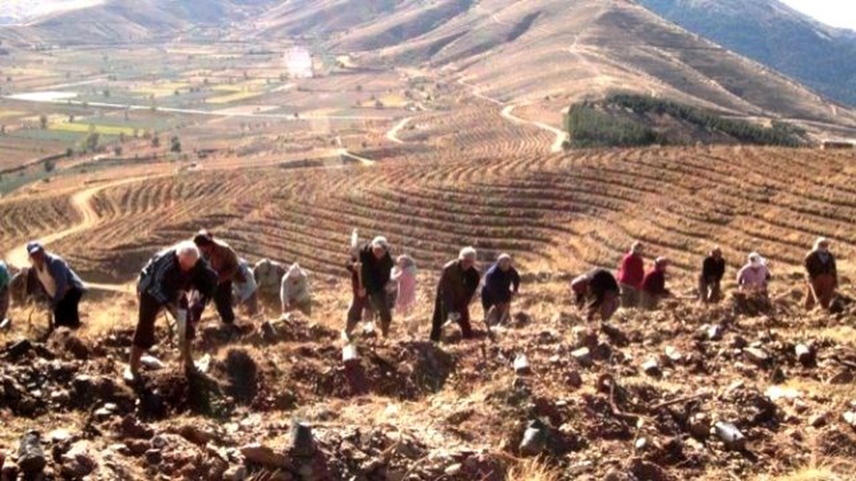 Bozdağ\'a 5 Yılda 1 Milyon 200 Bin Fidan