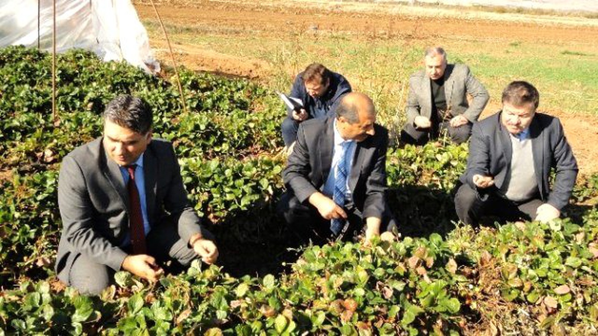 Elazığ\'da Çilek Üretimi Geliştiriliyor